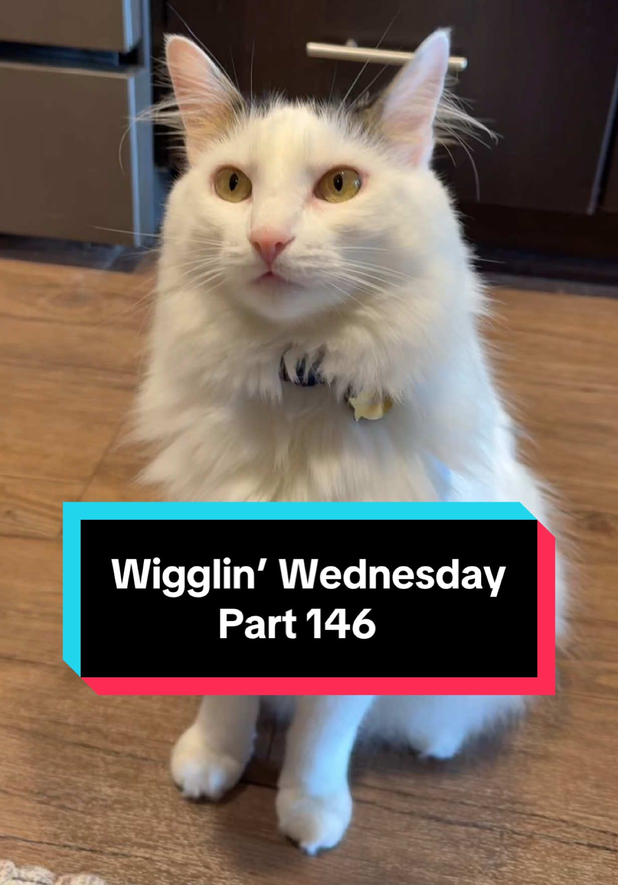 Wigglin’ Wednesday Part 146 🕺😶‍🌫️😈 the after-work dance party 🦭🔥 #cat #catsoftiktok #wigglinwednesday #melonnfinn #fyp #dance 