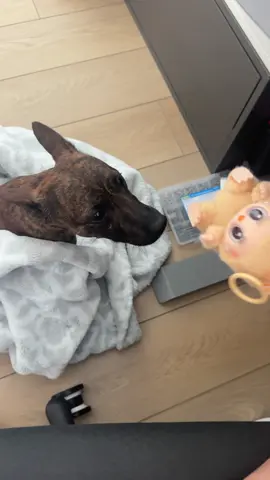 Labubu chew toy