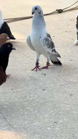 #güvercinsevdası #güvercinaşkı #kuşaşkı #PARLAKPİGEONS #hayvansevgisi #elvangüvercin #gaziantepgüvercin #keşfetteyizzz 