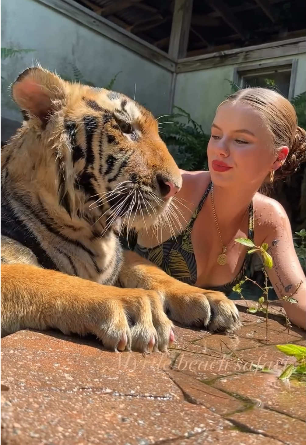 It’s giving king of the jungle and jungle queen🐯❤️👑 • • • #tiger #notpets #swimming #conservation #savethetigersavetheworld #tigers #junglequeen #kingofthejungle #exoticanimals #bigcats #riolilly #myrtlebeach #myrtlebeachsafari #peaceandlove #bengaltiger #tigerlover #animals #conservationist #swimmingtiger #animalsaddict 