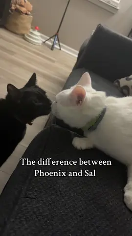They are literally night and day! 😂😂  #catsoftiktok #fyppppppppppppppppppppppp #cats 