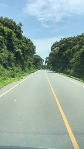 Meet the social stars of Murchison Falls  Baboons live in complex troops with strict hierarchies, strong family bonds, and even political alliances! Watch closely to see their fascinating social behavior in action. #MurchisonFallsnationalpark #Baboons #Wildlifeuganda #NatureTalks #exploreuganda ##foryoupage #fyp #visituganda #ugandatiktok #tiktokviral 