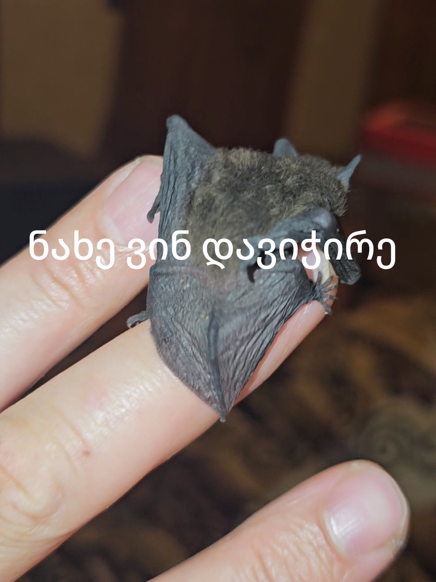 Look Who I Caught! 🦇💖 I rescued a tiny baby bat and now I'm raising it with love 🍼🦇 Watch as I feed it milk and take care of this adorable little soul 💕 This video is perfect for animal lovers, wildlife fans, and anyone who enjoys cute rescue stories! If you're into nature, animal care, or just love heartwarming moments – this one's for you! 🌿💗 ➡️ Stay tuned to see how this baby grows and thrives! Let’s show the world that every life matters – even the smallest 🥹✨ #RescueStory #BabyBat #AnimalLover #WildlifeRescue #Bat #CuteAnimals #NatureLovers  🦇💖 Don’t scroll without showing this little one some love! 💖🦇 Tag a friend who needs to see this! 👇👇👇