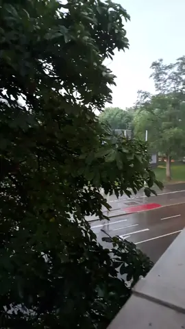 #شارع #fyp #ورد #fyp #