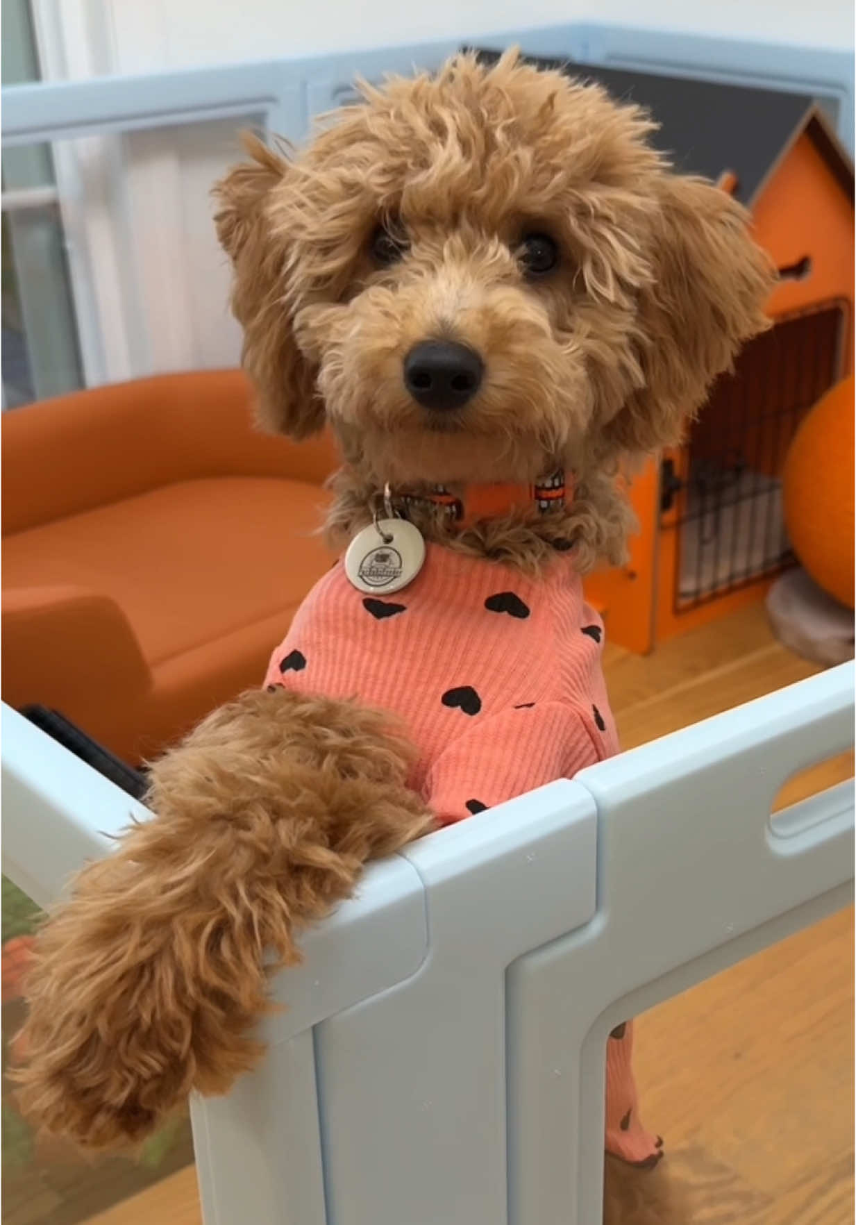 I love CapCut for their auto captions 🥹 #capcutpioneer #capcutforus #CapCut #puppy #dog #dogsofttiktok #dogaccessories #pup #fyppppppppppppppppppppppp 
