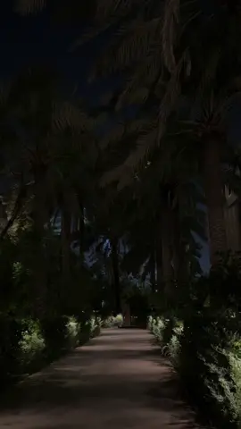 دايم يذكرني النخيل 🌴❣️#بدر_عبدالمحسن #نخيل #الرياض #fy 