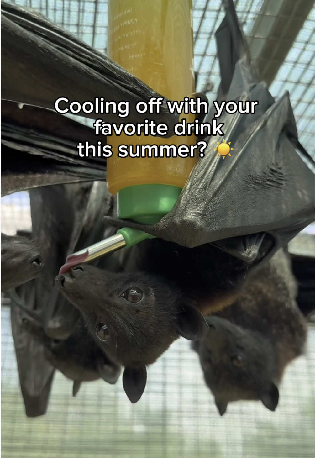 It's #WishlistWednesday and the bats of Lubee are in need of juice and baby food! 🦇🧃 Juice and baby food are an important part of the care and enrichment that our bats receive each day, especially during these summer months. With over 200 bats in our care, that's a lot of snacks! 🦇☀️ If you'd like to send our bats a special snack, visit the Wishlist 🔗 in our bi0! Our address is: 1309 NW 192nd Ave, Gainesville, FL 32609 Thank you for your support! 🦇😋 #animals #bats #cute #florida 