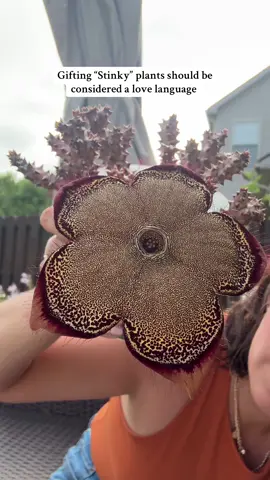 #edithcoleagrandis #weirdplants 