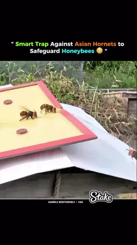 Smart Trap Against Asian Hornets to Safeguard Honeybees  😯 #trend #trending #explore #usa #foryoupage 
