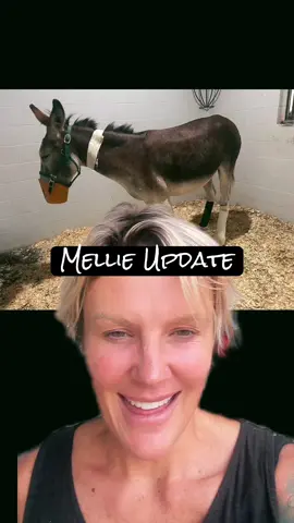Such great news about Mellie🙏🙏#CashsCrew #CashTheDonkey #FarmLife 