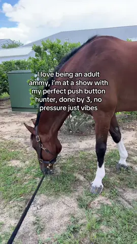 a peaceful life #horse #fyp #foryou #adultammy 