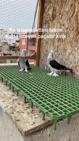 #ırak #oyunkuşu #karakanatatlası #öneçıkar #keşfet #herkesgörsün 