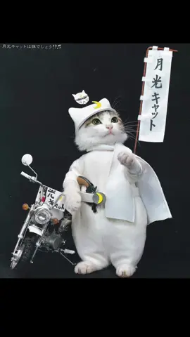 Namennayo, also known as Nameneko, is a brand of cat photography founded in the early 1980s by Japanese photographer, Satoru Tsuda. Tsuda's photographs feature living cats dressed in miniature clothing and arranged in adorable cat-sized dioramas. The first Namennayo pictures showed the kittens participating in typical juvenile delinquent behavior, including smoking in school bathrooms, rolling out in motorcycle gangs, and playing in high-stakes battle of the bands tournaments. The kittens were modeled after typical teenage rebels and the name 