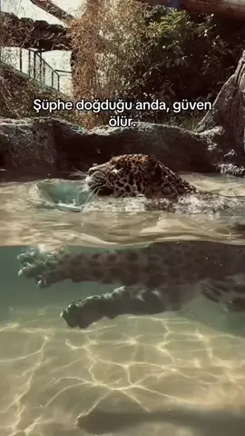 :)))))#fyp #viral #jaguar #leopard #foryourpage #protebe #fypジ 