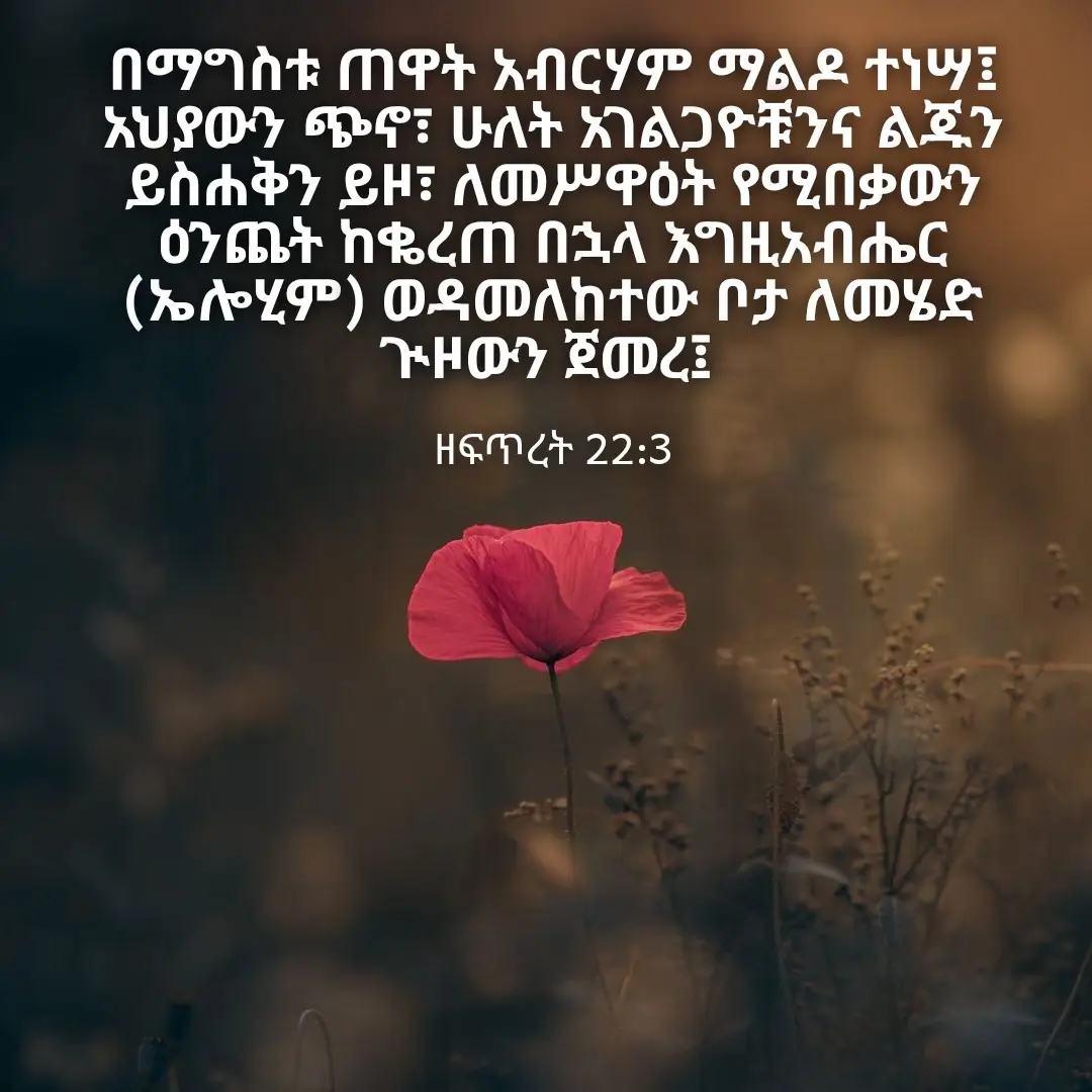 ❤️ዘፍጥረት 22 ¯¯¯¯¯¯¯¯¯¯ ¹ ከእነዚህም ነገሮች በኋላ እግዚአብሔር አብርሃምን ፈተነው፥ እንዲህም አለው፦ አብርሃም ሆይ። አብርሃምም፦ እነሆ፥ አለሁ አለ። ² የምትወደውን አንድ ልጅህን ይስሐቅን ይዘህ ወደ ሞሪያም ምድር ሂድ፤ እኔም በምነግርህ በአንድ ተራራ ላይ በዚያ መሥዋዕት አድርገህ ሠዋው አለ። ³ አብርሃምም በማለዳ ተነሥቶ አህያውን ጫነ፥ ሁለቱንም ሎሌዎቹንና ልጁን ይስሕቅን ከእርሱ ጋር ወሰደ፥ እንጨትንም ለመሥዋዕት ሰነጠቀ፤ ተነሥቶም እግዚአብሔር ወዳለው ቦታ ሄደ። ⁴ በሦስተኛውም ቀን አብርሃም ዓይኑን አነሣና ቦታውን ከሩቅ አየ። ⁵ አብርሃምም ሎሌዎቹን አላቸው፦ አህያውን ይዛችሁ ከዚህ ቆዩ፤ እኔና ልጄ ወደዚያ ሄደን እንሰግዳለን፥ ወደ እናንተም እንመለሳለን። ⁶ አብርሃምም የመሥዋዕቱን እንጨት አንሥቶ ለልጁ ለይስሐቅ አሸከመው፤ እርሱም እሳቱንና ቢላዋውን በእጁ ያዘ፥ ሁለቱም አብረው ሄዱ። ⁷ ይስሐቅም አባቱን አብርሃምን ተናገረው፦ አባቴ ሆይ አለ። እርሱም፦ እነሆኝ፥ ልጄ አለው። እሳቱና እንጨቱ ይኸው አለ፤ የመሥዋዕቱ በግ ግን ወዴት ነው? አለ። ⁸ አብርሃምም፦ ልጄ ሆይ፥ የመሥዋዕቱን በግ እግዚአብሔር ያዘጋጃል አለው፤ ሁለቱም አብረው ሄዱ። ⁹ እግዚአብሔር ወዳለውም ቦታ ደረሱ፤ አብርሃምም በዚያ መሠዊያውን ሠራ፥ እንጨትንም ረበረበ፤ ልጁን ይስሐቅንም አስሮ በመሠዊያው በእንጨቱ ላይ አጋደመው። ¹⁰ አብርሃምም እጁን ዘረጋ፥ ልጁንም ያርድ ዘንድ ቢላዋ አነሣ። ¹¹ የእግዚአብሔር መልአክም ከሰማይ ጠራና፦ አብርሃም አብርሃም አለው፤ እርሱም፦ እነሆኝ አለ። ¹² እርሱም፦ በብላቴናው ላይ እጅህን አትዘርጋ፥ አንዳችም አታድርግበት፤ አንድ ልጅህን ለእኔ አልከለከልህምና እግዚአብሔርን የምትፈራ እንደ ሆንህ አሁን አውቄአለሁ አለ። ¹³ አብርሃምም ዓይኑን አነሣ፥ በኋላውም እነሆ አንድ በግ በዱር ውስጥ ቀንዶቹ በዕፀ ሳቤቅ ተይዞ አየ፤ አብርሃምም ሄደ በጉንም ወሰደው፥ በልጁም ፋንታ መሥዋዕት አድርጎ ሠዋው። ¹⁴ አብርሃምም ያንን ቦታ ያህዌ ይርኤ ብሎ ጠራው፤ እስከ ዛሬም ድረስ በእግዚአብሔር ተራራ ይታያል ይባላል። ¹⁵ የእግዚአብሔር መልአክም አብርሃምን ከሰማይ ሁለተኛ ጊዜ ጠራው፥ ¹⁶ እንዲህም አለው፦ እግዚአብሔር፦ በራሴ ማልሁ ይላል፤ ይህን ነገር አድርገሃልና፥ አንድ ልጅህንም አልከለከልህምና ¹⁷ በእውነት በረከትን እባርክሃለሁ፥ ዘርህንም እንደ ሰማይ ከዋክብትና በባሕር ዳር እንዳለ አሸዋ አበዛዋለሁ፤ ዘርህም የጠላቶችን ደጅ ይወርሳል፤ ¹⁸ የምድር አሕዛብ ሁሉም በዘርህ ይባረካሉ፥ ቃሌን ሰምተሃልና። ¹⁹ አብርሃምም ወደ ብላቴኖቹ ተመለሰ፥ ተነሥተውም ወደ ቤርሳቤህ አብረው ሄዱ፤ አብርሃምም በቤርሳቤህ ተቀመጠ።❤️