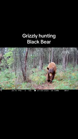 Cinnamon Black Bear with Grizzly close behind in trouble #bear #bears #blackbear #grizzly #grizzlybear ##wildlife #alberta #albertawildlife #video #trailcam #browningtrailcams 