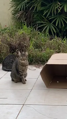 Pepe odeia ver o citrino feliz