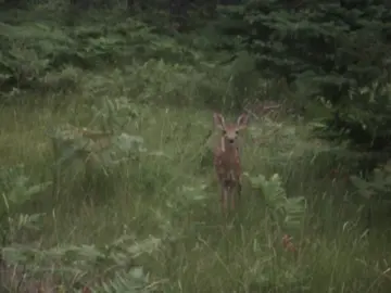 i might be the deer whisperer idk #fawn #deer #woods #forest #adriennelenker #dollette #doll 