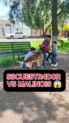 S3cuestr4d0r vs Malinois 😱 #perros #educacioncanina #entrenamientocanino #pastorbelgamalinois 