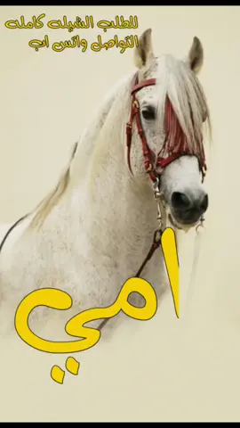 شيله امي #شيله امي تاج المزايني حماسيه #شيله امي حماسيه رقص #شيله امي حماسيه طرب #شيله مدح امي حماسيه #شيله عن الام حماسيه #شيله امي الغاليه حماسيه #افخم شيله للام حماسيه #شيله مدح الام حماسيه  #شيله_عن_الام_حماسيه_رقص #شيله_مميزه_للام_حماسيه #شيله_مدح_امي _حماسيه#افخم_شيله_عن_الام_حماسيه #شيله_امي_ومن_غيرها_تاج_المزايني_حماسيه  #tiktok  #foryou  #tokyorevengers  #fop  #trending  #fypシ  #explore  #اكسبلوووووو  #غازي_الذيابي_و_غازي_المطيري 