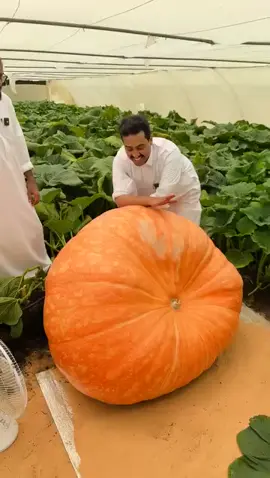 #‏ما شاء الله تبارك الله من القصيم….حبة يقطين تنتج ثمار عملاقة وسعر البذرة الواحدة 500 دولار أي 1800 ريال تقريباً