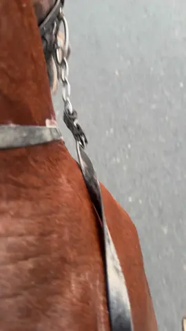 #ماشاءالله_تبارك_الله_اذكروا_الله   تبريد للحصان و صوت الحرافر على الشارع شي ثاني #خيل_وخياله🐎 #اكسبلور 