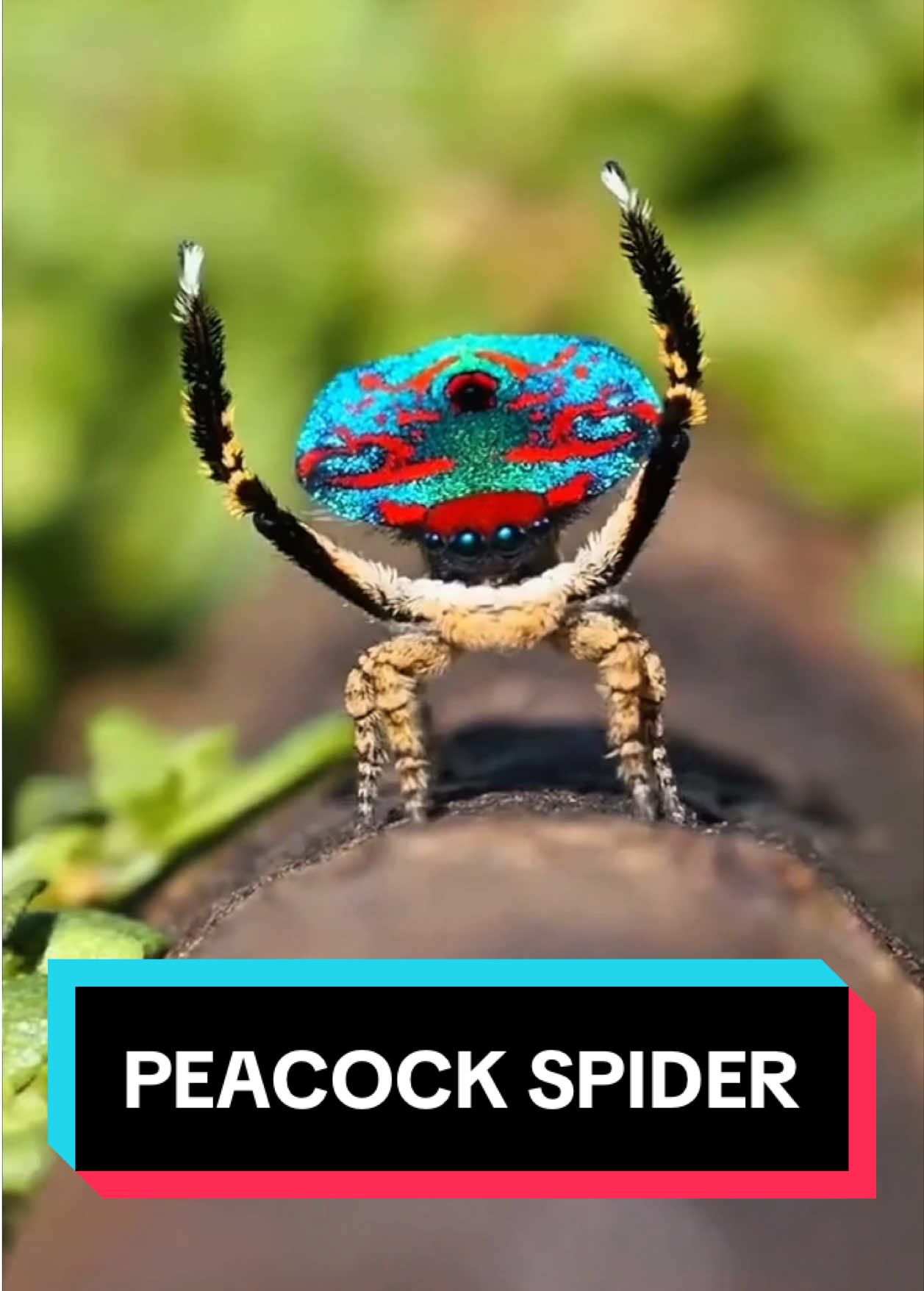 Peacock Spider 🕷 It DANCES to Survive! #peacockspider #spider #spiders #arachnid #animalsoftiktok #bugsoftiktok #wildanimals 