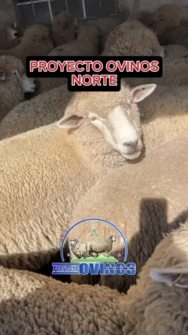 PROYECTO OVINOS NORTE  #ovinosnorte #GobiernoRegionalPuno #PRADERA@Obras Con Corazón Perú 