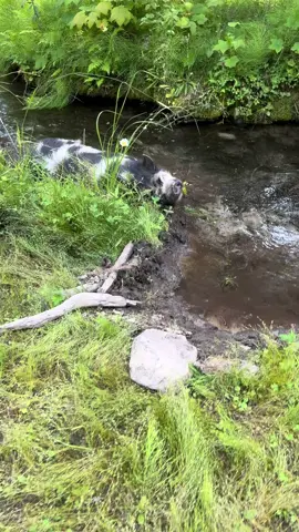 Our favourite pigs Casteille and Aurora 🐖🐖❤️#pigs #hobbyfarm #animalstiktok #coolingoff #travel #trustedhousesitter #adventure #livingourbestlife #couplestravel #hotpig #gayear 
