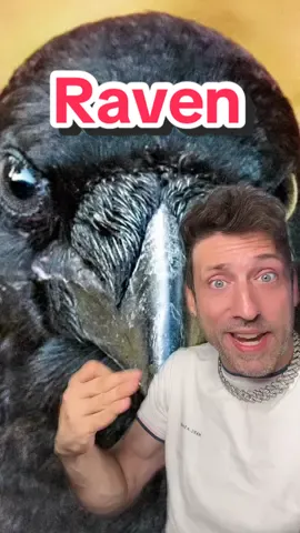 Replying to @ArtsyCo Ravens are flying brains #raven 