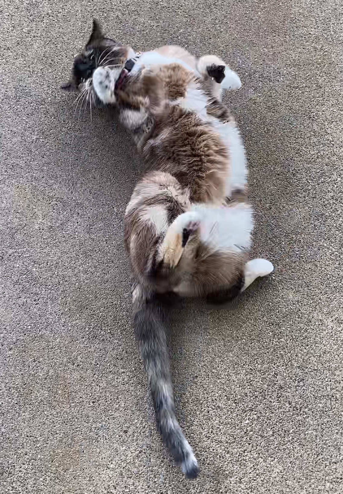 I think…someone’s getting a concrete slab soon! #concrete #catsoftiktok #storm #Summer 
