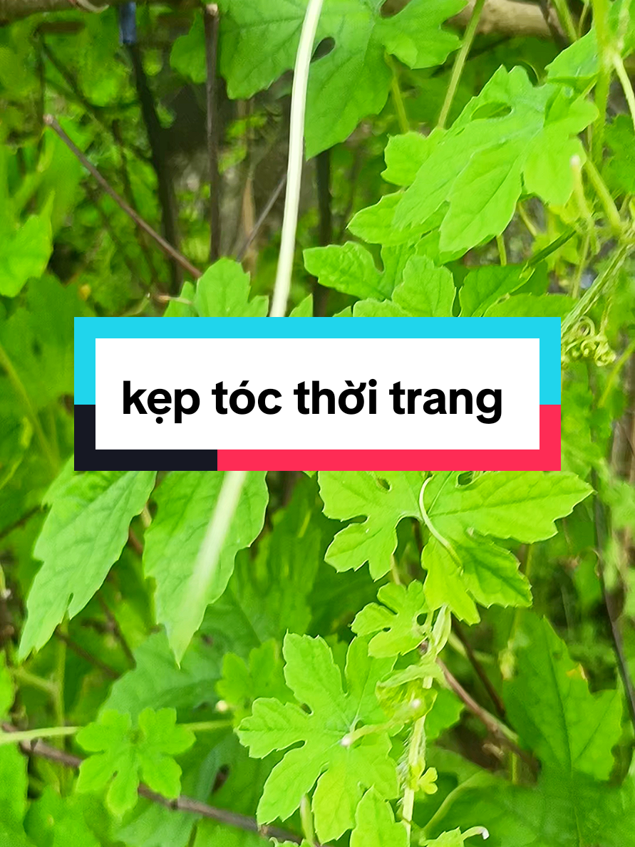 kẹp tóc thời trang nữ #utdieuda #keptoc #keptoc #lamdep 