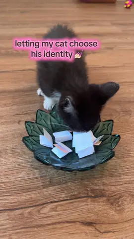 Quincipher is the coolest cat ever #fyp #kitten #kittensoftiktok #tuxedocat #rescuecat 