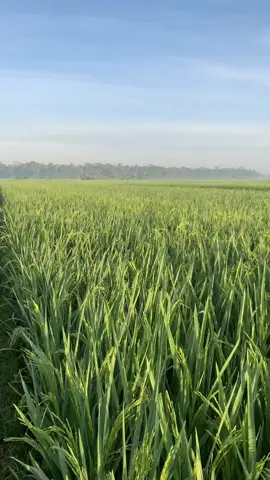 😀😀😀#agriculture #tani #petanimuda #petaniindonesia🇮🇩🇮🇩🇮🇩🌿🌿 #sawah #padi #petanigenz 
