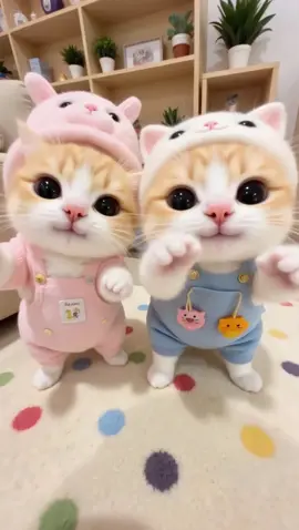#cute #cat #kitten #happy #CuteCatOutfit 