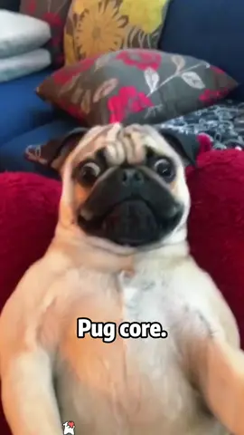 Pug core🐶✨ #dog #animal #funnydog #funny #pug #core #fy #fyp
