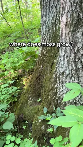 find moss on the dark, moist, cool side of life 😎 im there too 🤭 #fyo #foryou #nature #Outdoors #outside #hike #Hiking #trail #forest #moss 