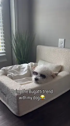 Doing the Bugatti trend with my dog 🤣🤣🤣 💙This bed is the Bugatti of dog beds💙 #dog #puppylove #fyp #luxurydogbed 