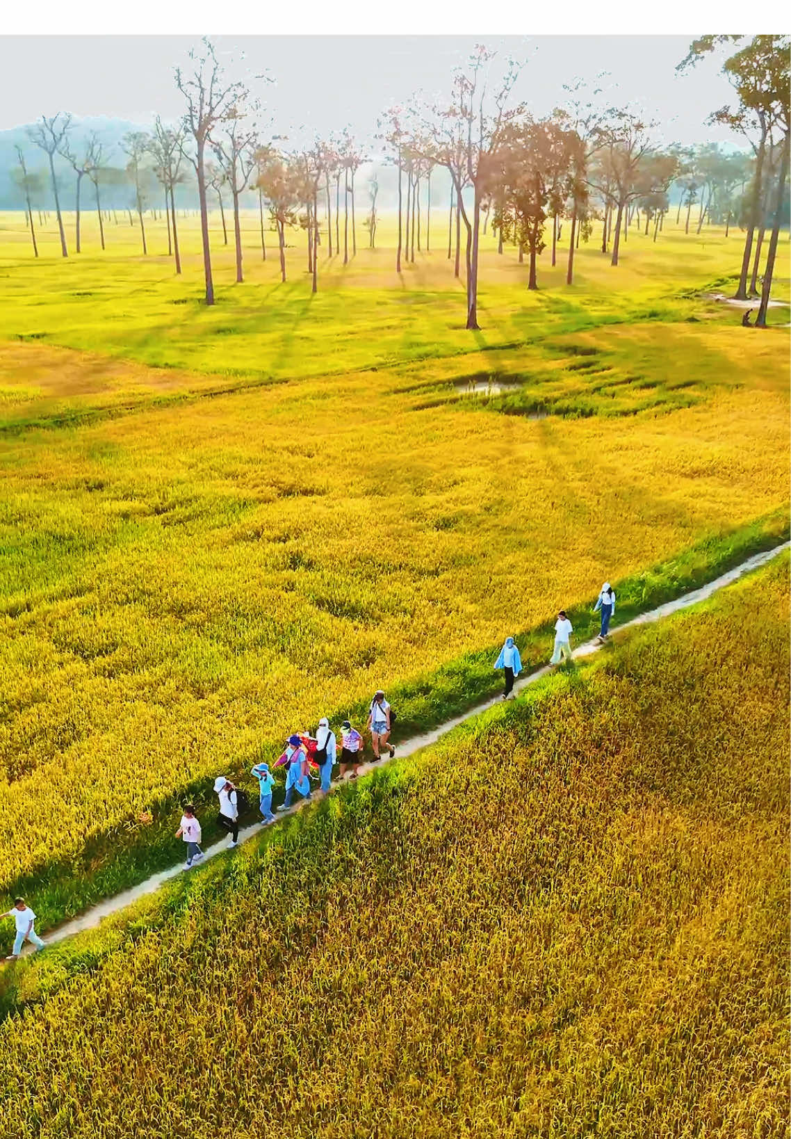 Cánh đồng lúa Tà Lài rừng Nam Cát Tiên đang quá đẹp rồi!! #talai #namcattien #anhdangamlamdulich #dulichdongnai #vietnamtuoidep 