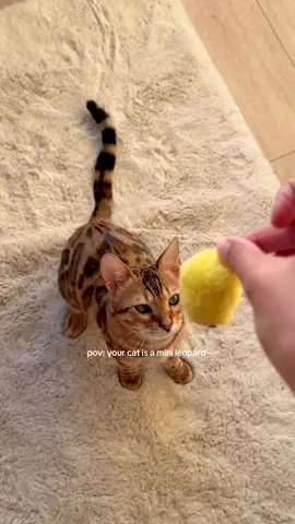 my lil cutie pie say mashallah pls #catmom #bengal #bengalcat #bengalkitten #kittens #kittentok #catvideo 