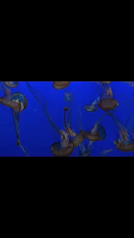You have to save yourself ༊࿐ ͎. ｡˚ ° ⊹ ˚.࿐༉༉࿐༉༉࿐ #jellyfish #montereybayaquarium #aquarium #saveyourself #Summer #worthmore #princessjellyfish 