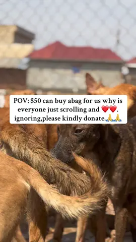 #DonateToSave #puppylove 