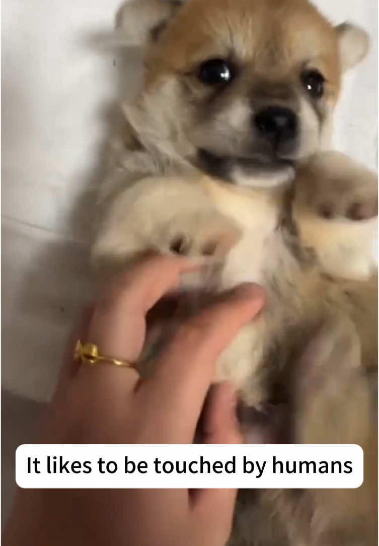 I found a stray dog #fyp #animals #dog 