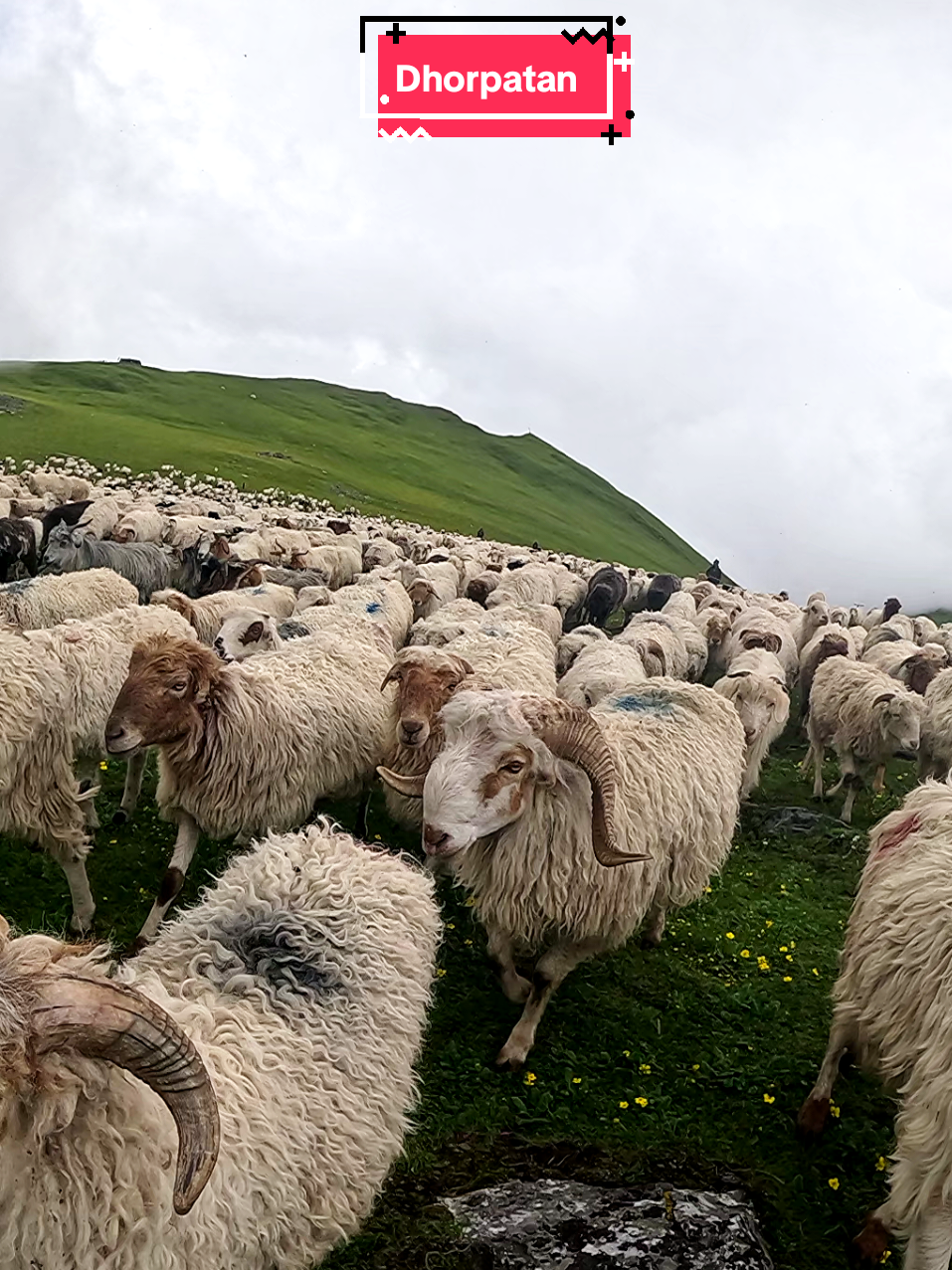 Herd of 4001 sheep including me. #dhorpatan #tikadhara #bukipatan 