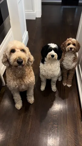 @Choolip is definitely doodle approved!! 🩵 Use Code: RYDER10✨          link in bio                                    #dogtreat #naturaldogtreats #fyp #doodles #cleandog 