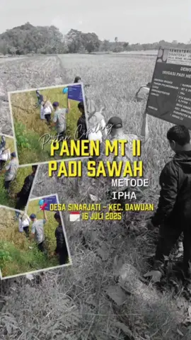Pada musim tanam ini dilakukan demplot seluas 0,17 Ha di Poktan Cipilang, Desa Sinarjati Kec. Dawuan dengan metode IPHA (Irigasi Padi Hemat Air). IPHA menerapkan prinsip pengairan berselang (intermittent irrigation) yang dapat menghemat air hingga 30% dan berpotensi meningkatkan hasil panen dibandingkan dengan metode konvensional. Tentu saja hal ini demi mendukung terwujudnya Swasembada Pangan di Indonesia 🙌 @kementanri #swasembadapangan #ketahananpangan #kementan #penyuluhpertanian  #majalengka #bppdawuan #pertanian #panen #padisawah