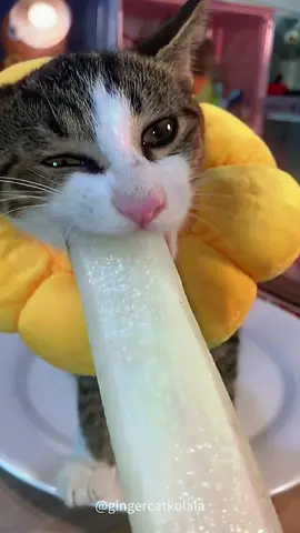 When Your Cat Discovers Ice Cream… 😍🍦 #SweetTooth #catlover #foryou