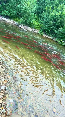 The heart & soul of Bristol Bay.  Without these Sockeye Salmon, this ecosystem wouldn’t exist.  Love seeing them make it home!  #alaska#sockeye#salmon#bristolbay#natgeo#nature#bears#grizzly#flyfishing#rainbowtrout#travel 