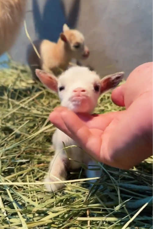 Goats are the cutest animals.🥰🥰#goat #pet #goatsoftiktok #goat🐐 #funny #cute 
