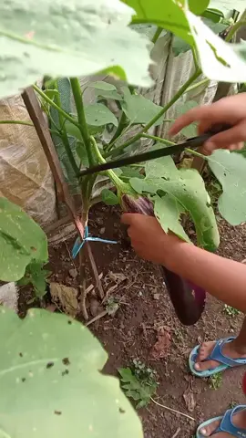 tanaman terongku yang masih produktif #panen #panensayur #tanaman #kebunminirumahku #kebunmini #fypシ゚viral 